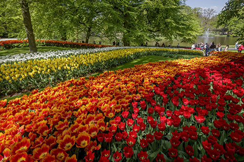 Keukenhof