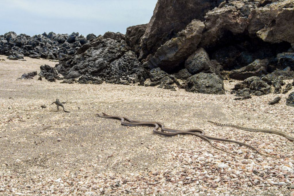 Galapagos-Racer jagen Baby-Meerechse (© Universum Film)