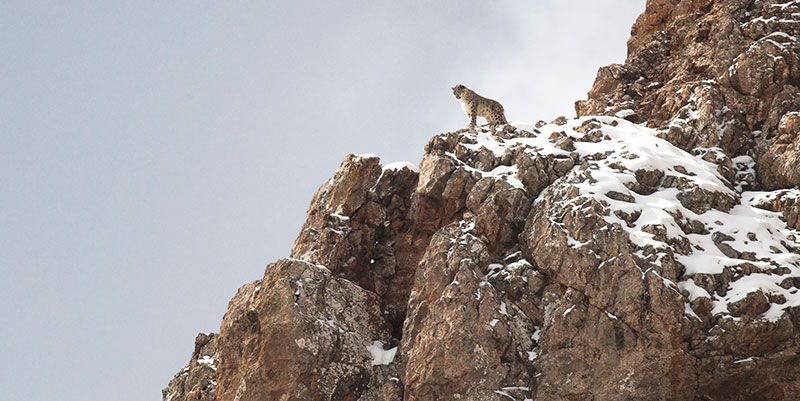 "Der Schneeleopard" Szenenbild (© Vincent Munier, 2021)