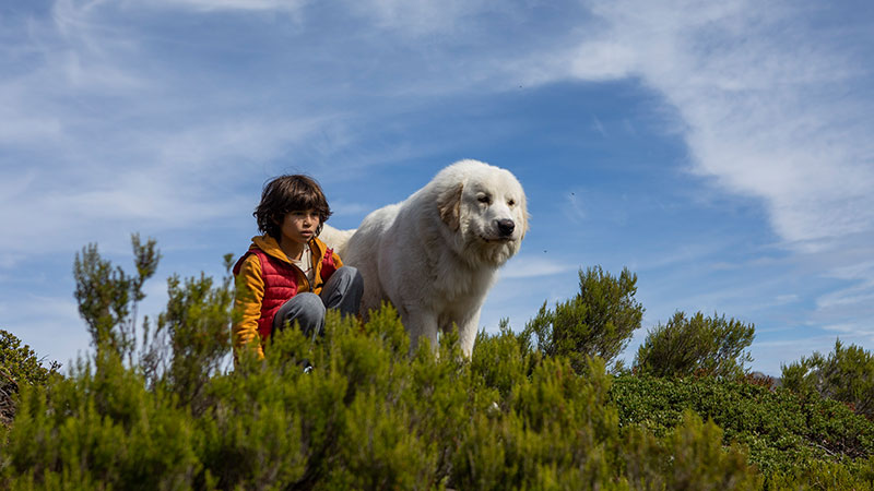 "Belle & Sebastian - Ein Sommer voller Abenteuer" Szenenbild (© Jerome Prebois / Splendid Film)