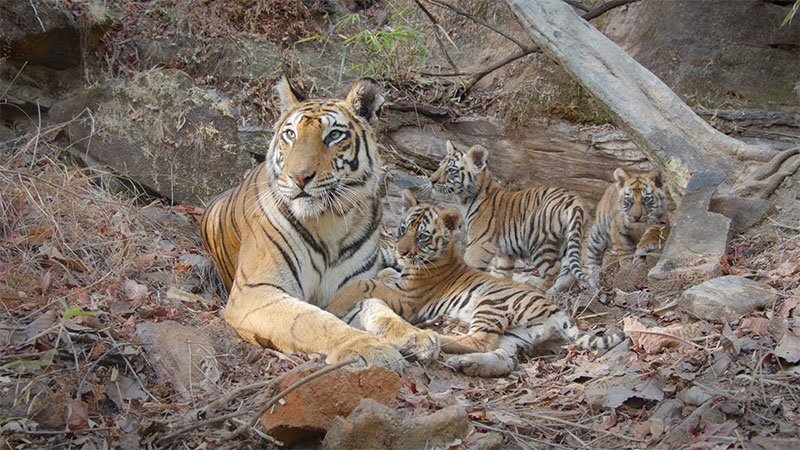 "Tiger" (© 2024 Disney Enterprises, Inc. All Rights Reserved.)