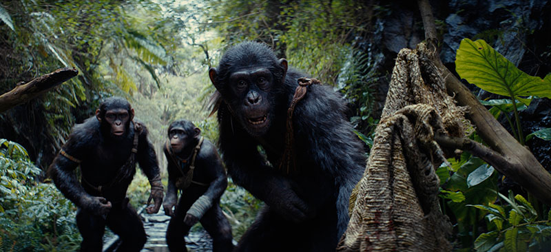 "Planet der Affen: New Kingdom" Szenenbild (© Disney)